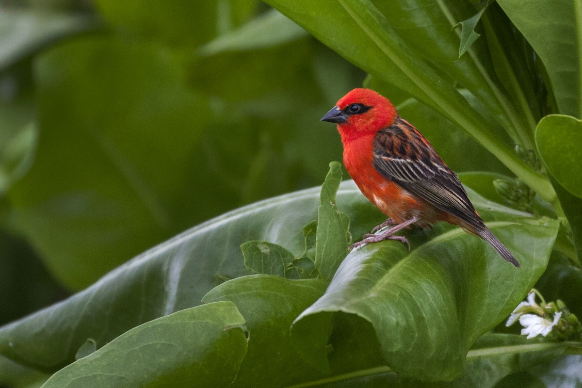 Red Fody - ML194838741