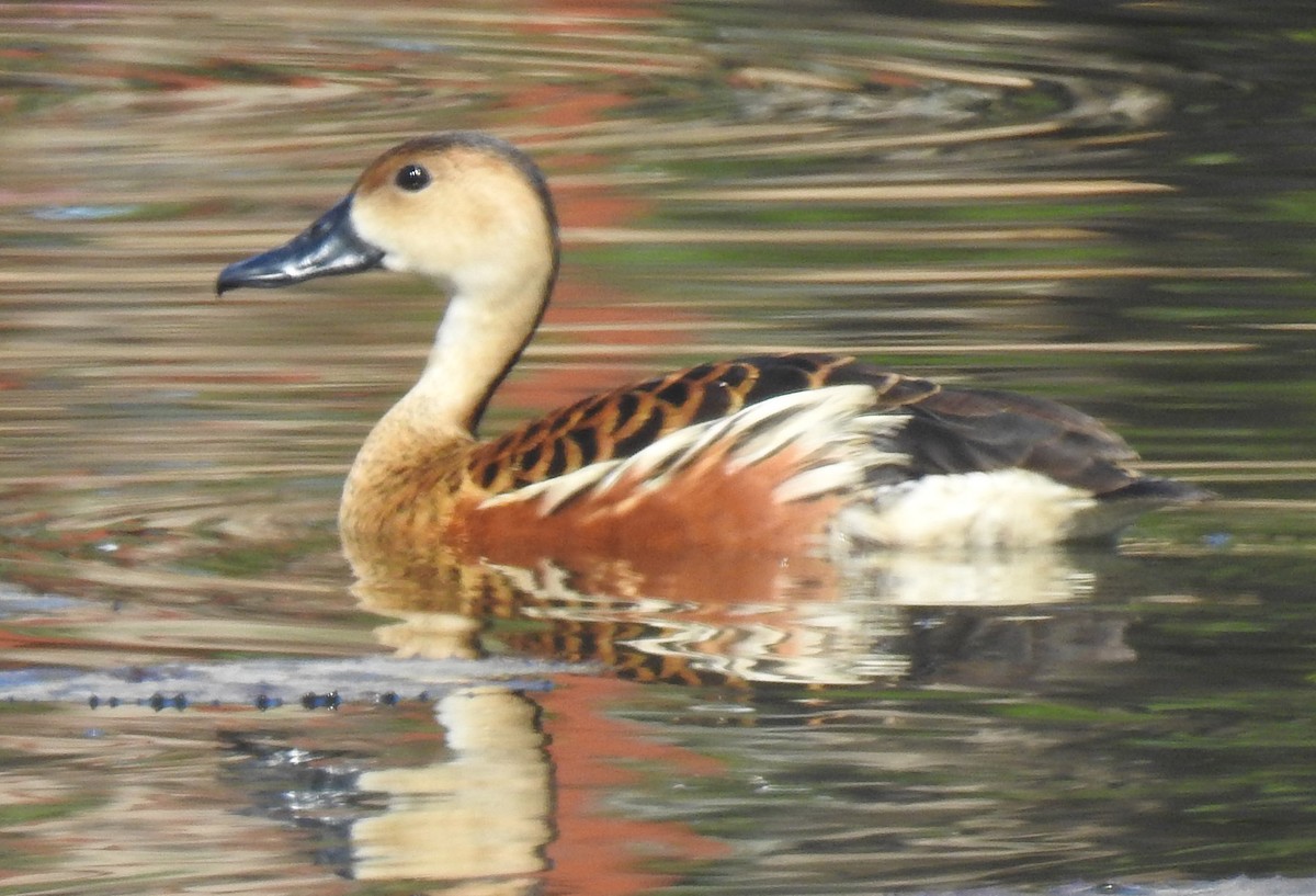 Wandering Whistling-Duck - ML194839271