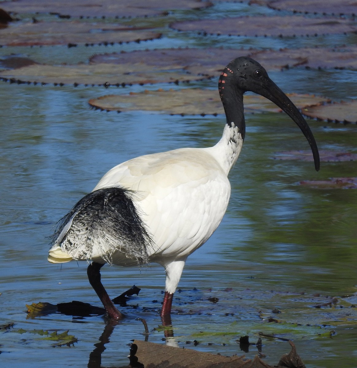 ibis australský - ML194839451