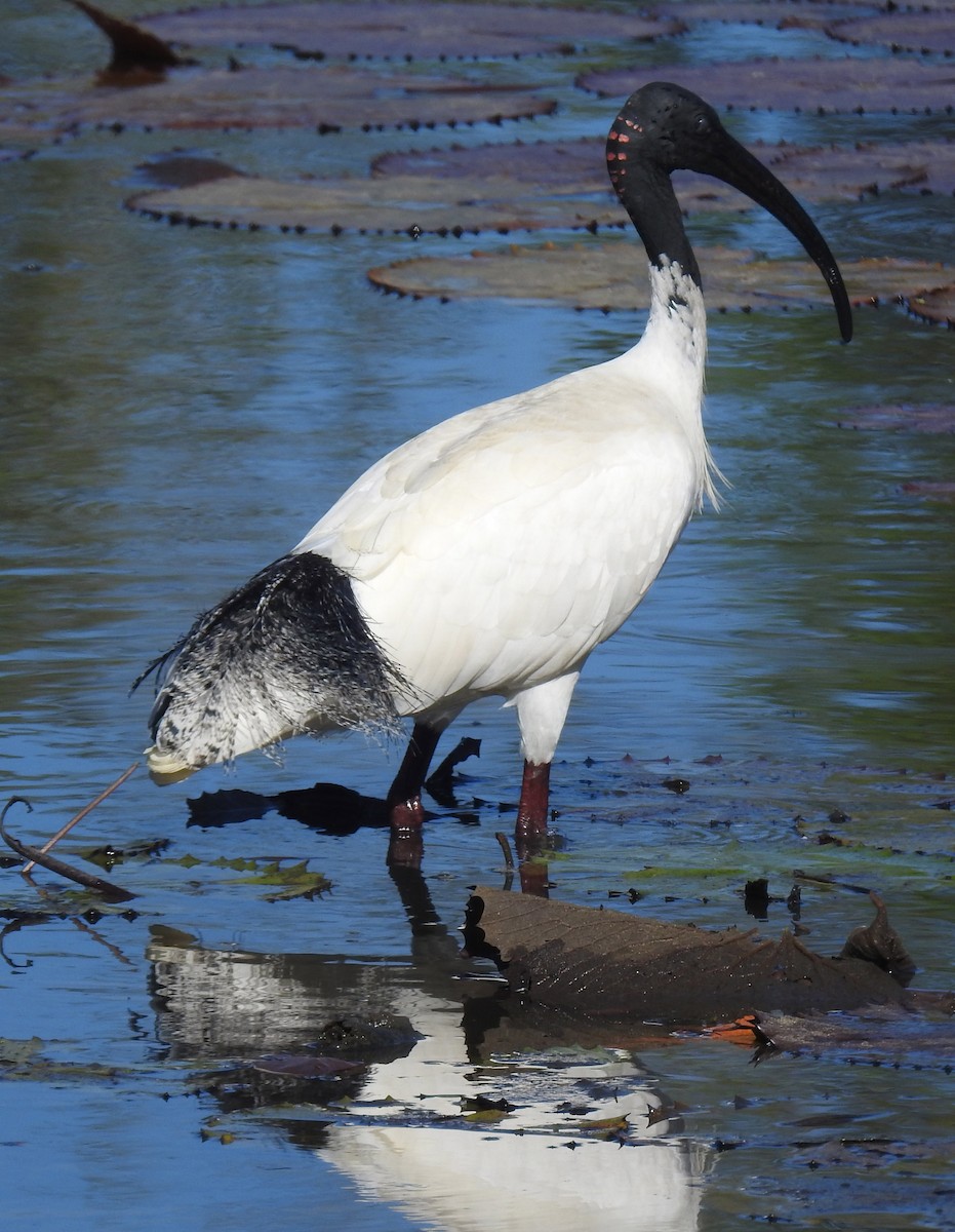 ibis australský - ML194839461