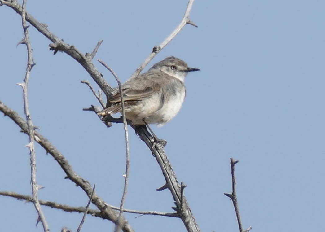 White-fronted Chat - ML194841301