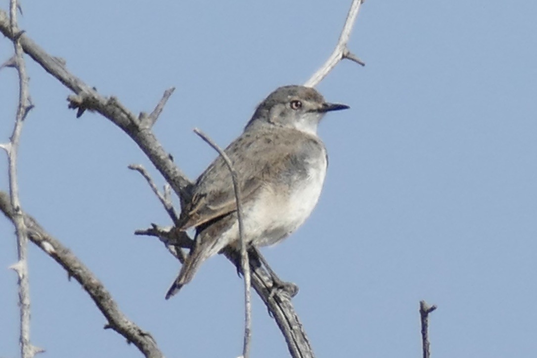 White-fronted Chat - ML194841321