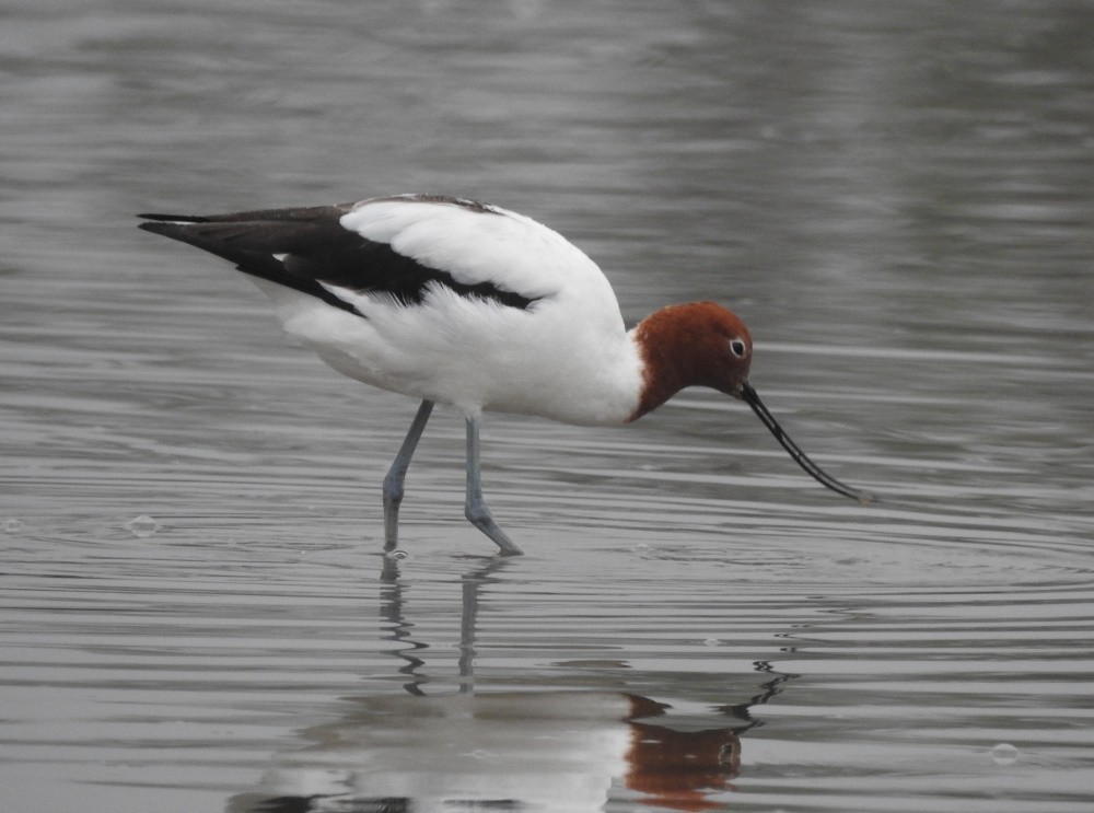 Red-necked Avocet - ML194843901