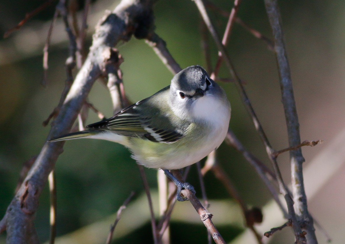 Cassin's Vireo - ML194844331