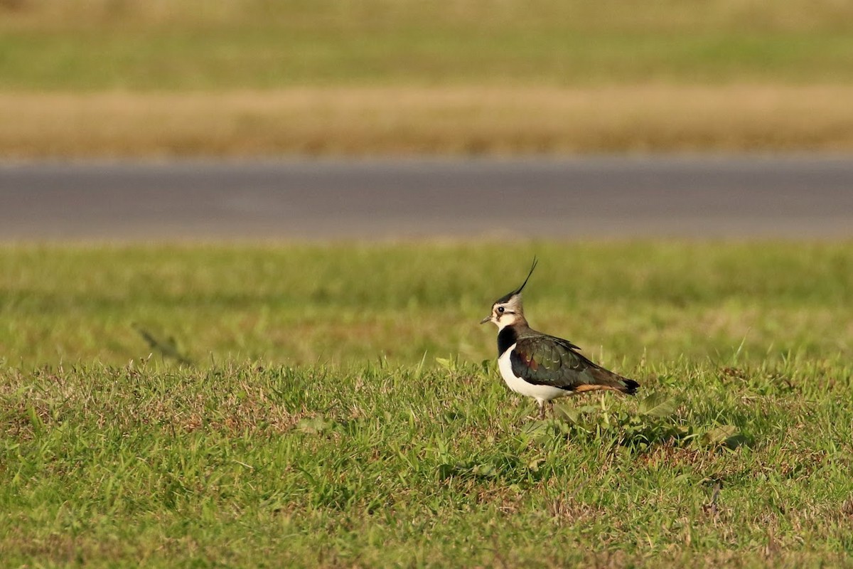 Northern Lapwing - ML194845331