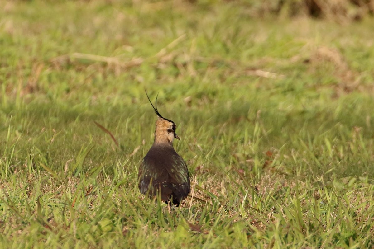 Northern Lapwing - ML194845351