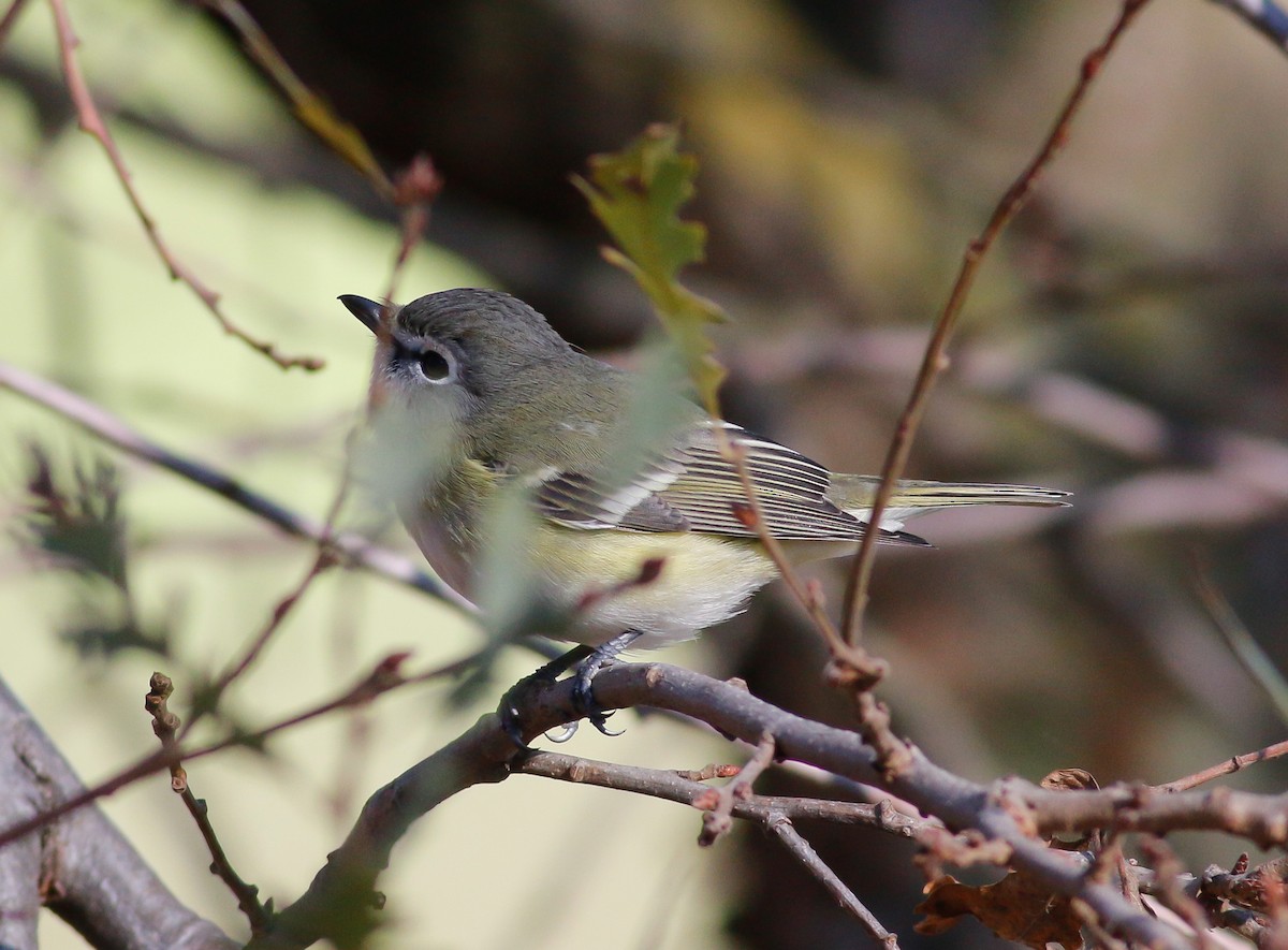 Cassin's Vireo - Kirk Swenson