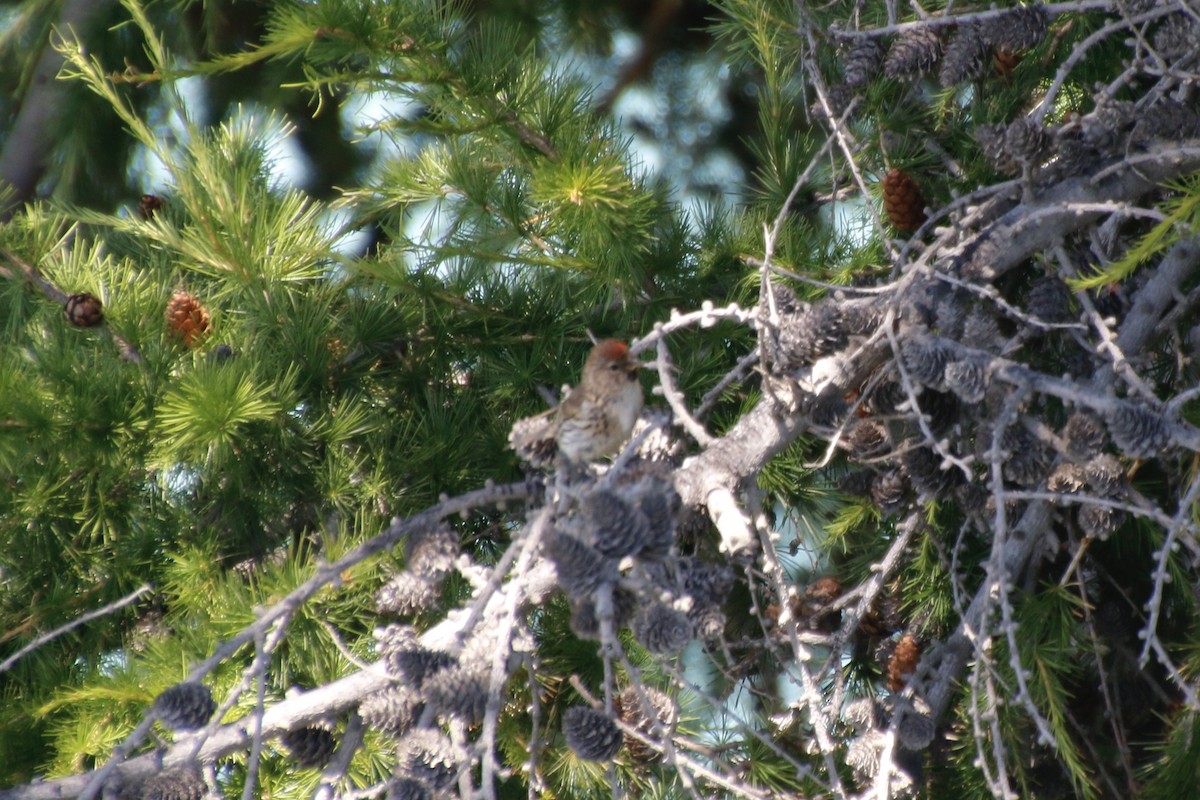 Lesser Redpoll - Mathew Zappa