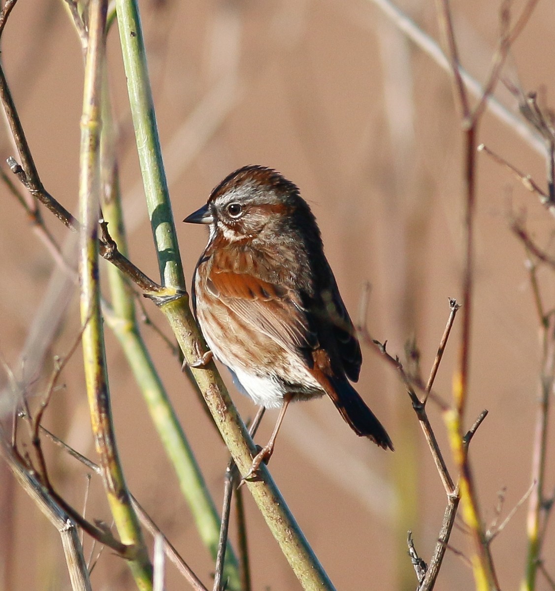 Song Sparrow - ML194846111