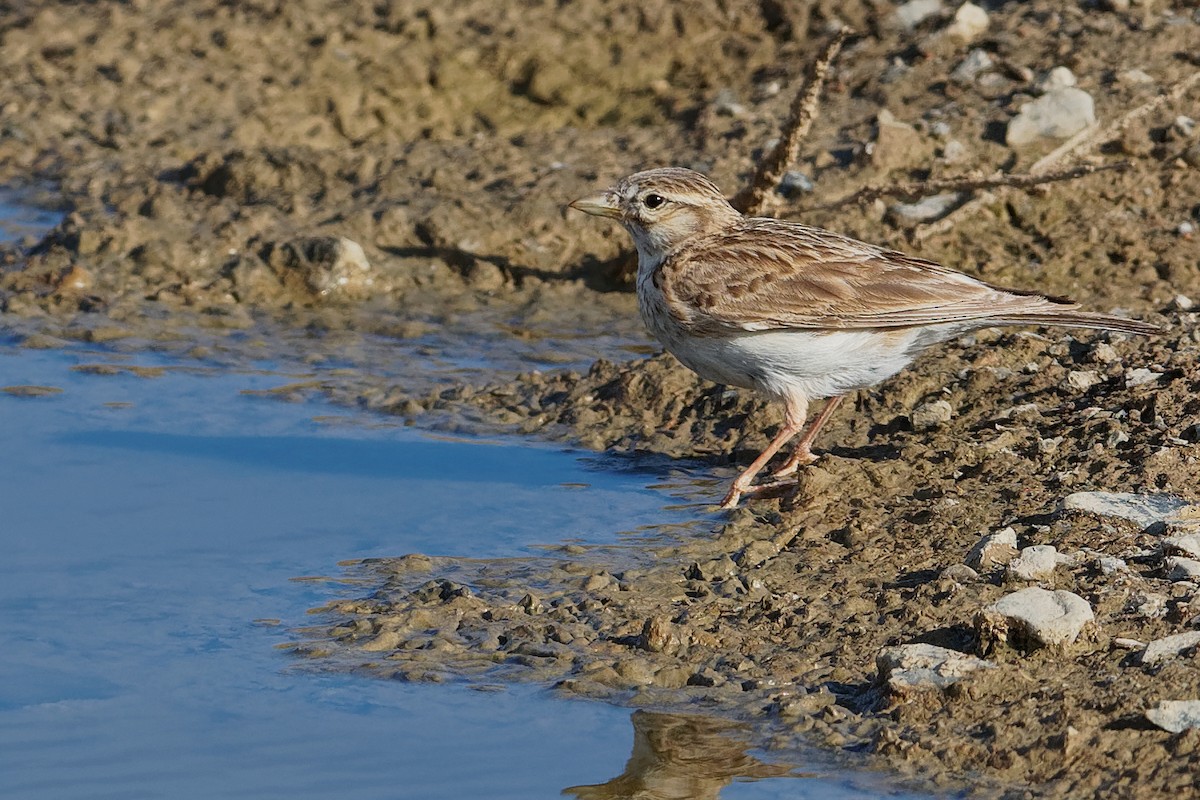 Asian Short-toed Lark - Vincent Wang