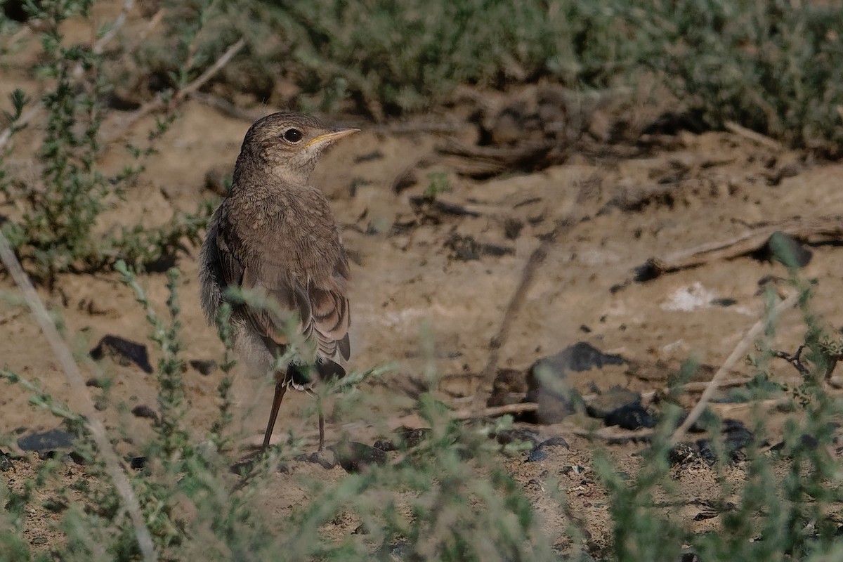 Isabelline Wheatear - ML194846891