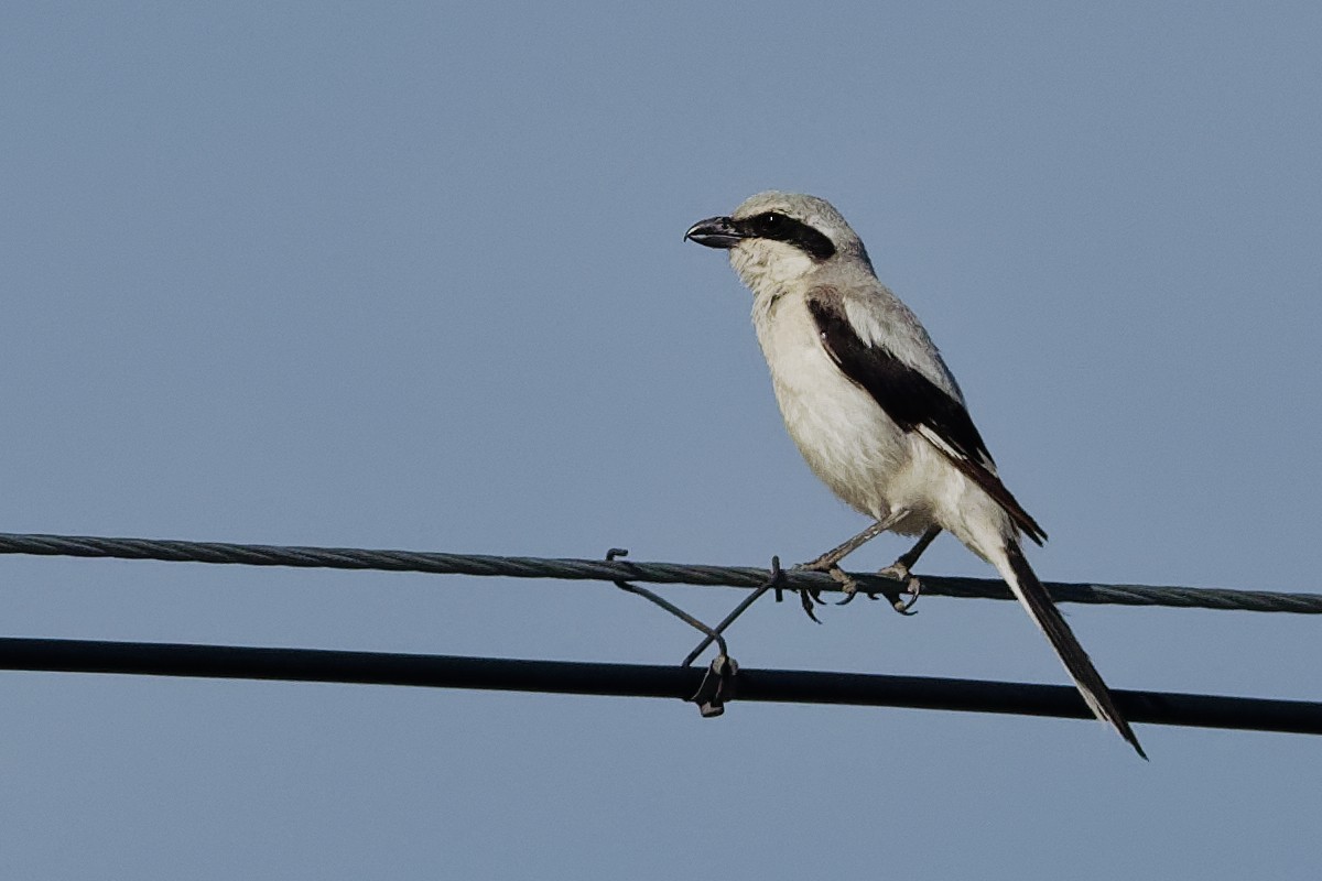 Great Gray Shrike (Steppe) - ML194847391