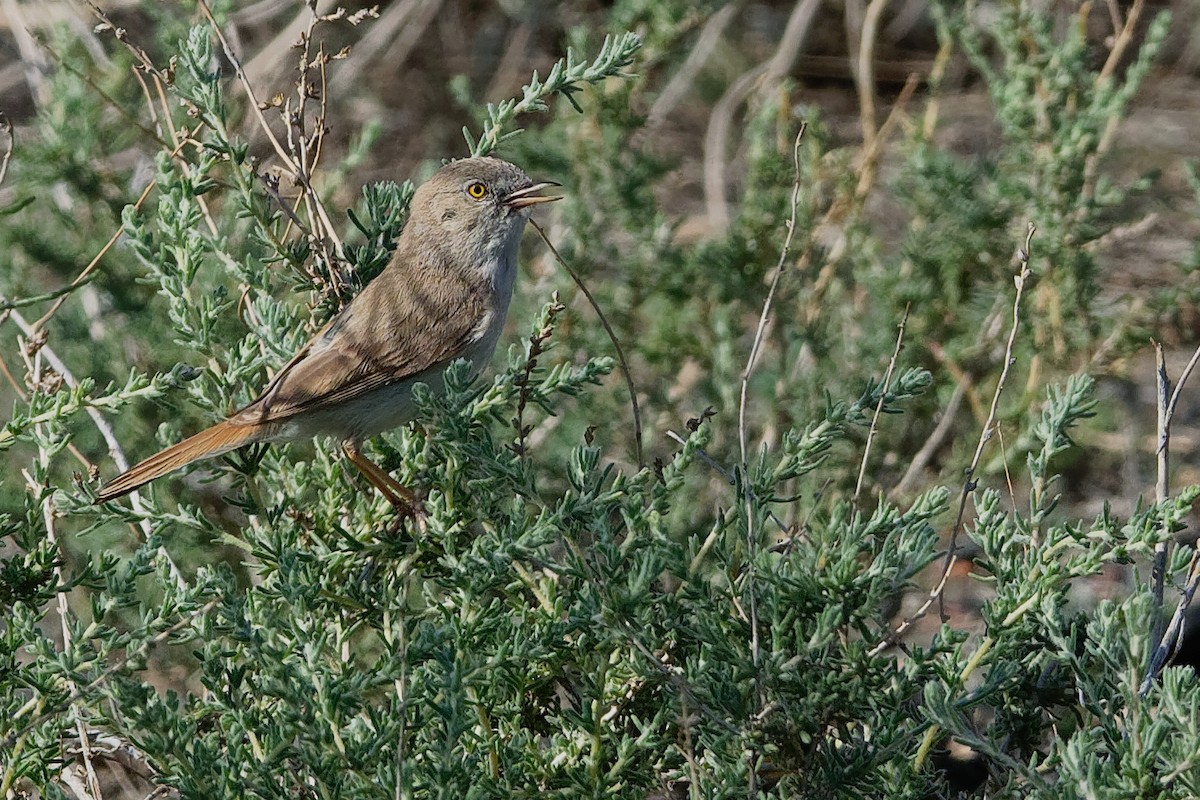 Asian Desert Warbler - Vincent Wang