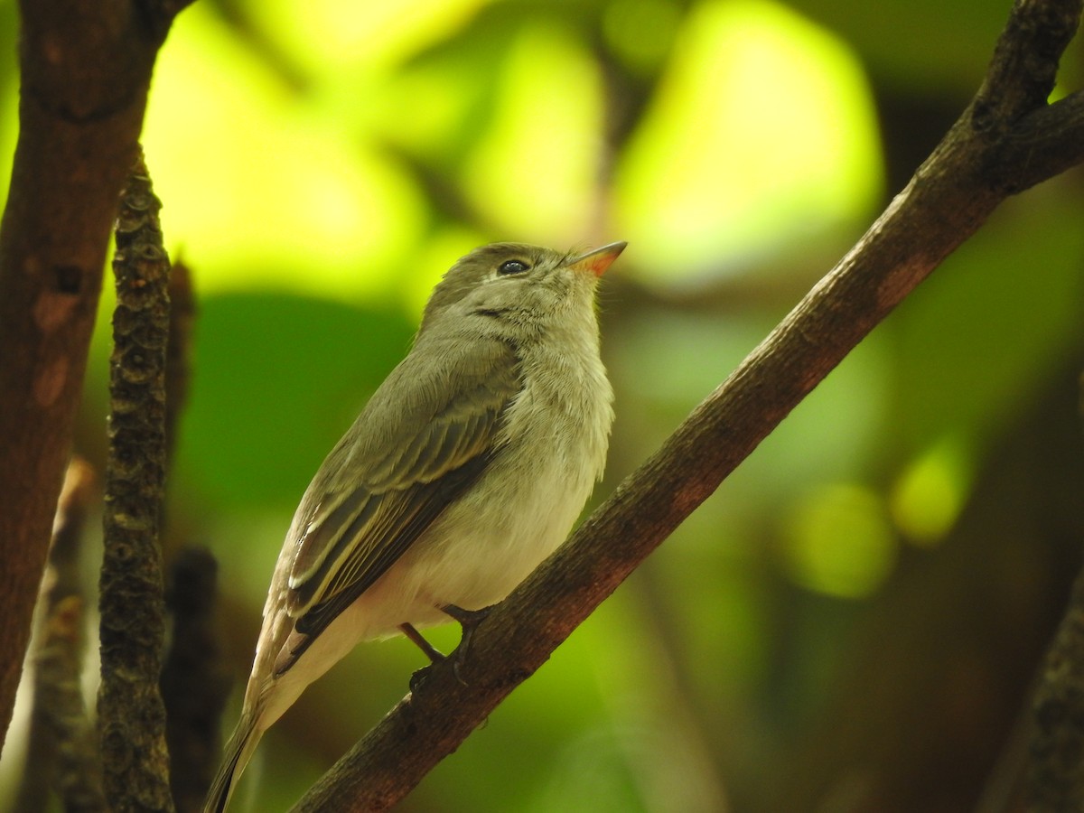 Asian Brown Flycatcher - Arulvelan Thillainayagam