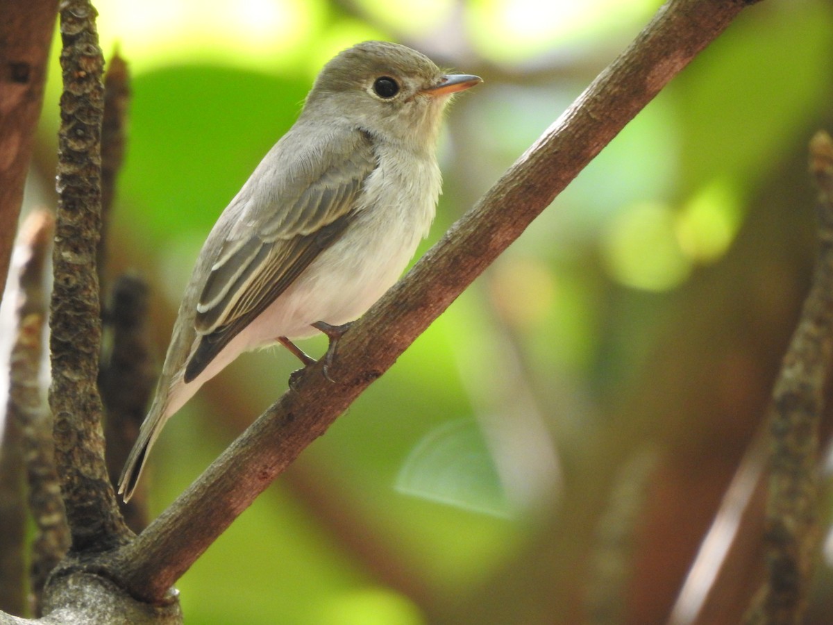 Asian Brown Flycatcher - ML194849991