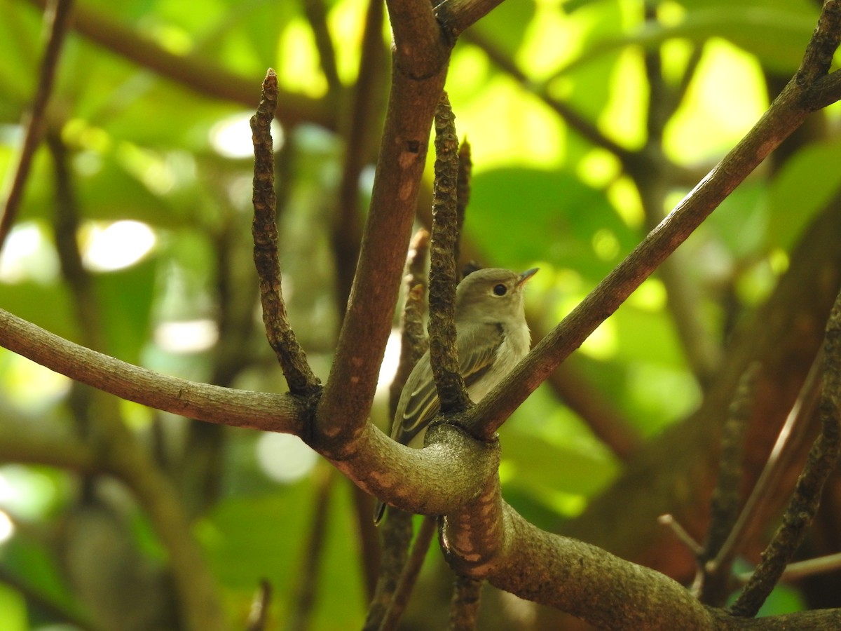 Asian Brown Flycatcher - ML194850001