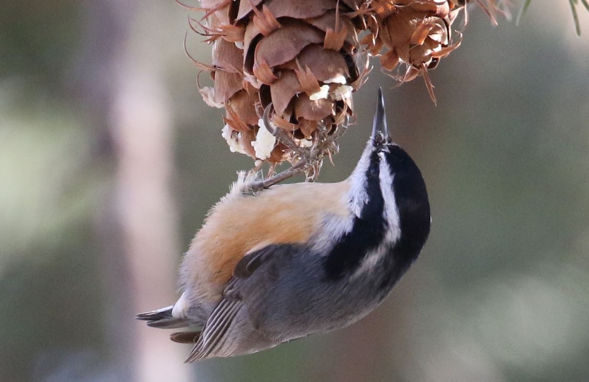 Red-breasted Nuthatch - ML194850471