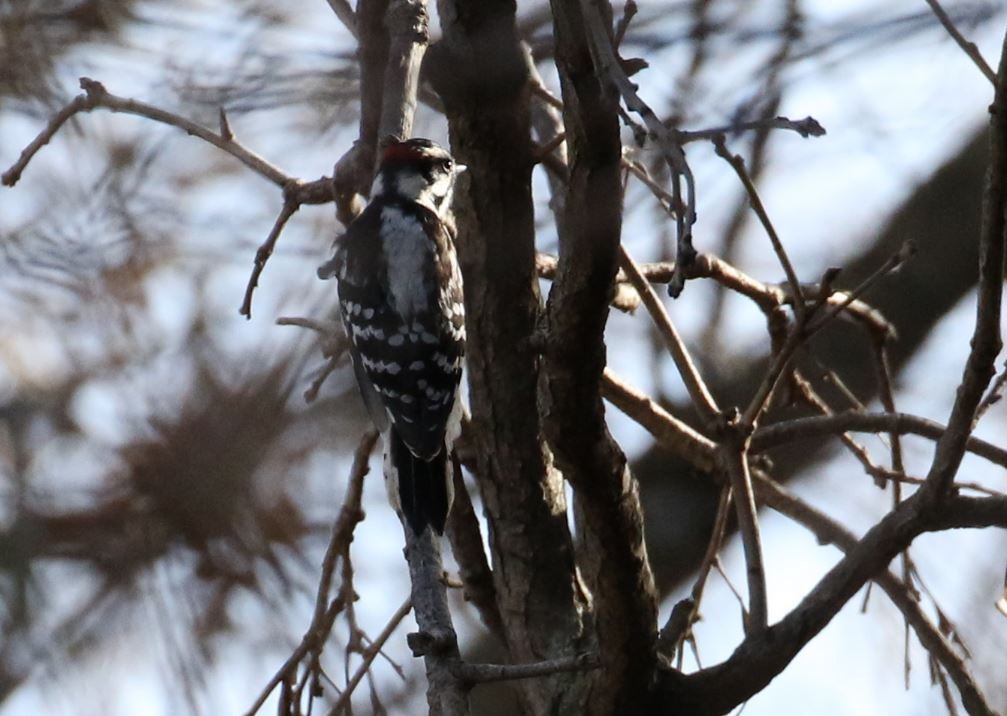 Downy Woodpecker - ML194850501