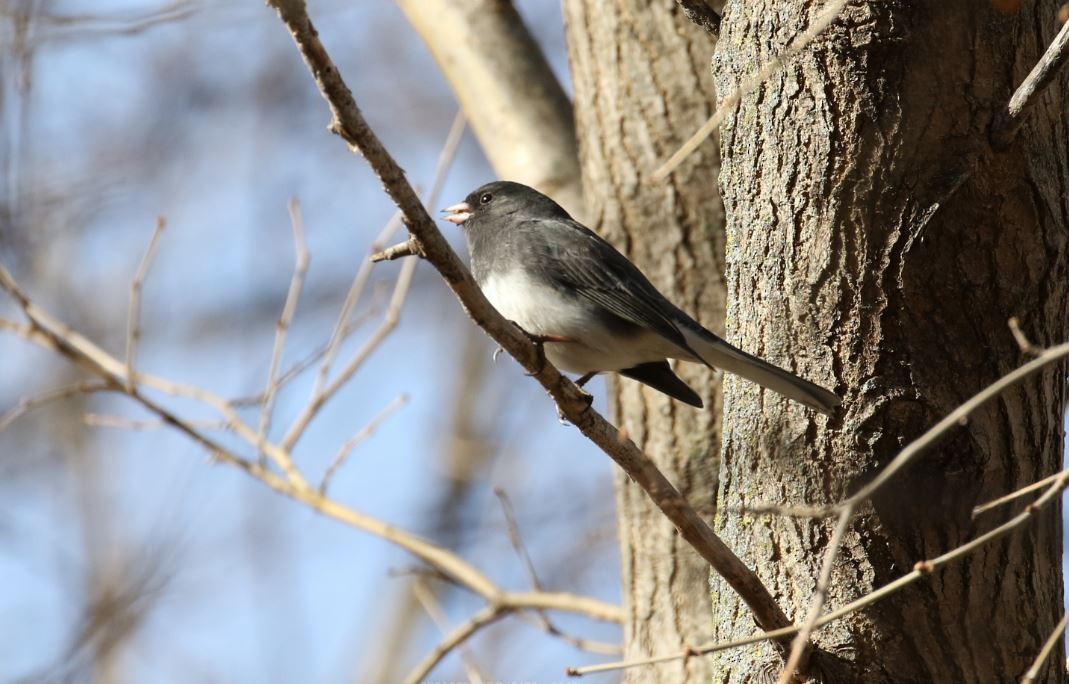 Dark-eyed Junco - ML194850541