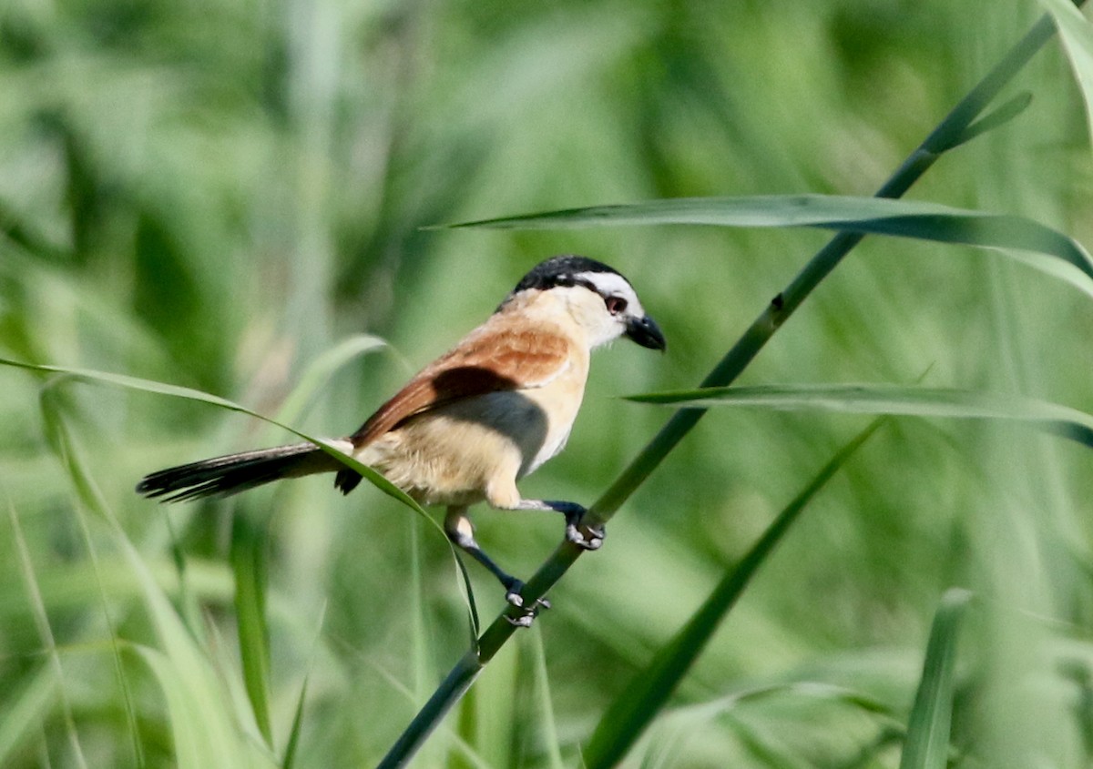 Marsh Tchagra (Anchieta's) - Elouise  Kalmer