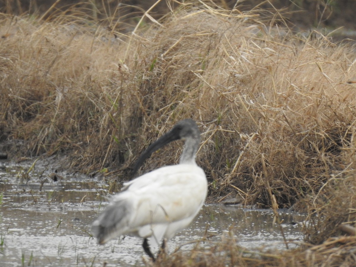 Black-headed Ibis - ML194854101