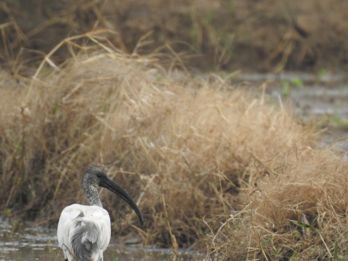ibis černohlavý - ML194854131