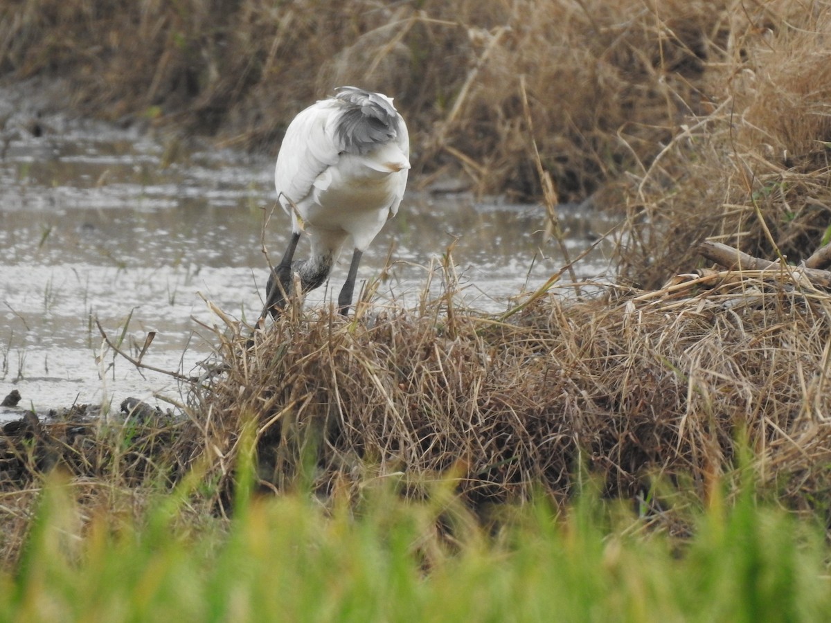 Black-headed Ibis - ML194854151