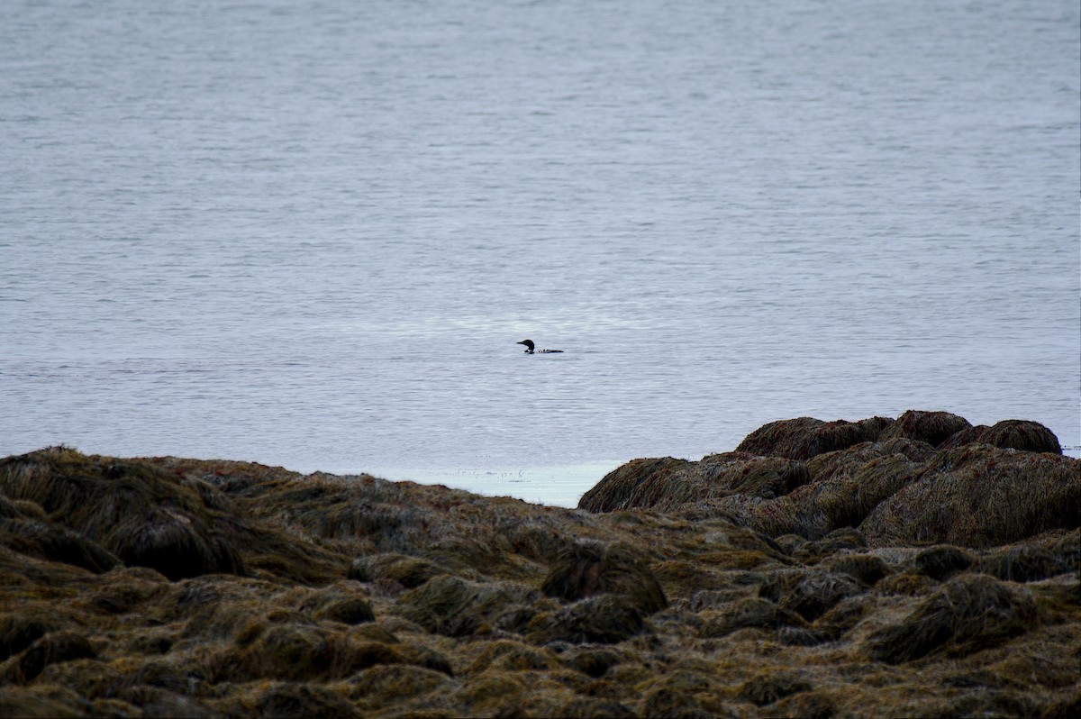 Plongeon huard - ML194854591