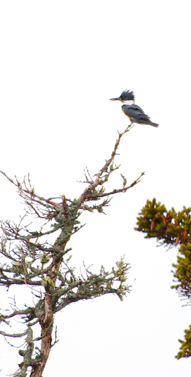 Belted Kingfisher - ML194854811