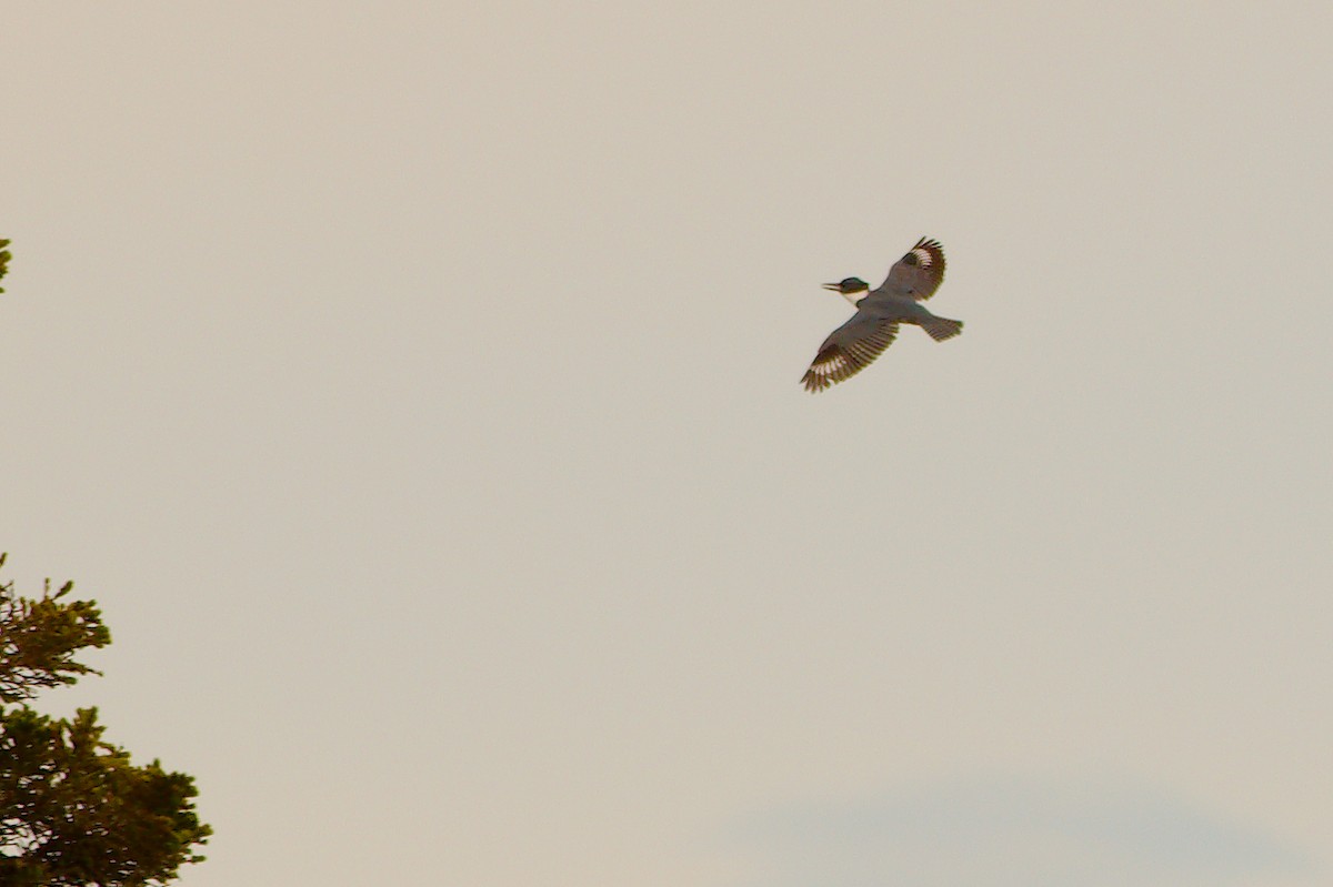 Belted Kingfisher - ML194854821