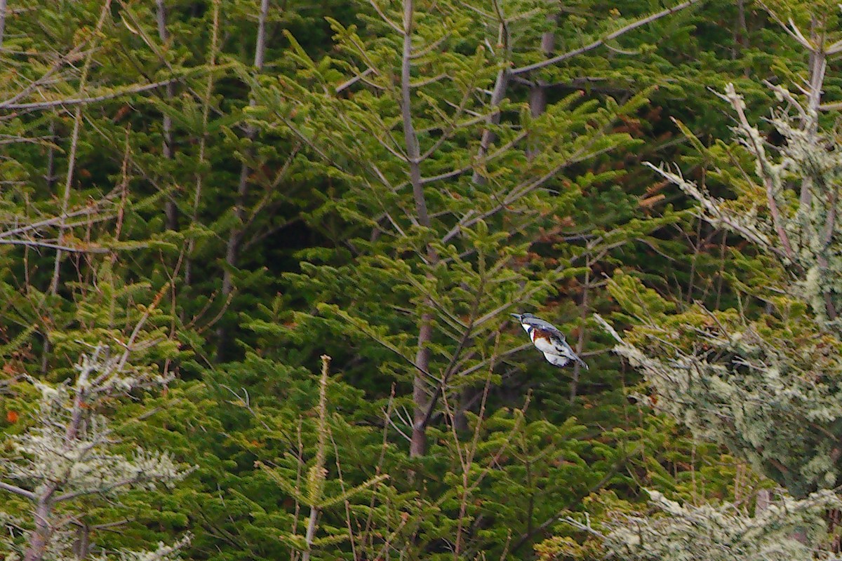 Belted Kingfisher - ML194854851