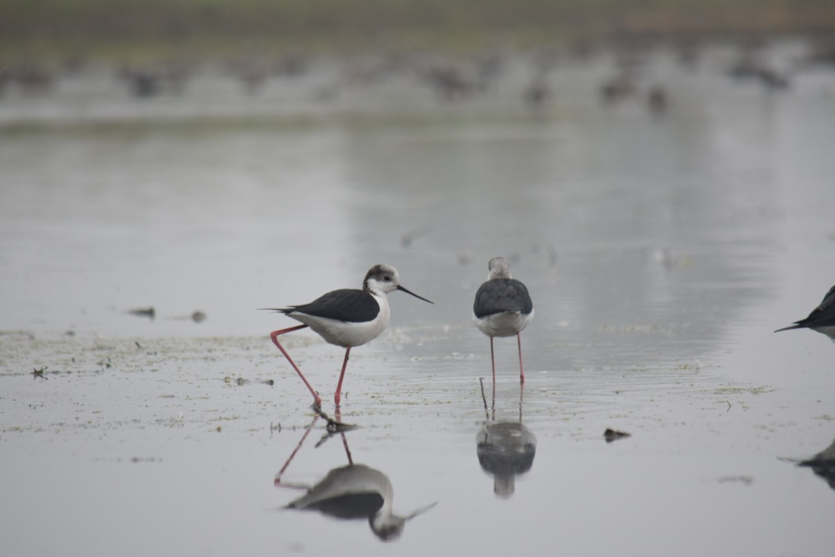 Black-winged Stilt - ML194855101