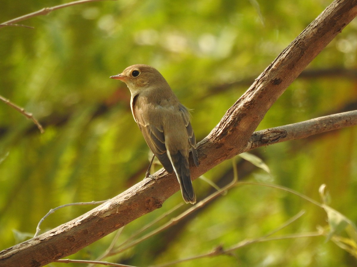 Red-breasted Flycatcher - ML194855331