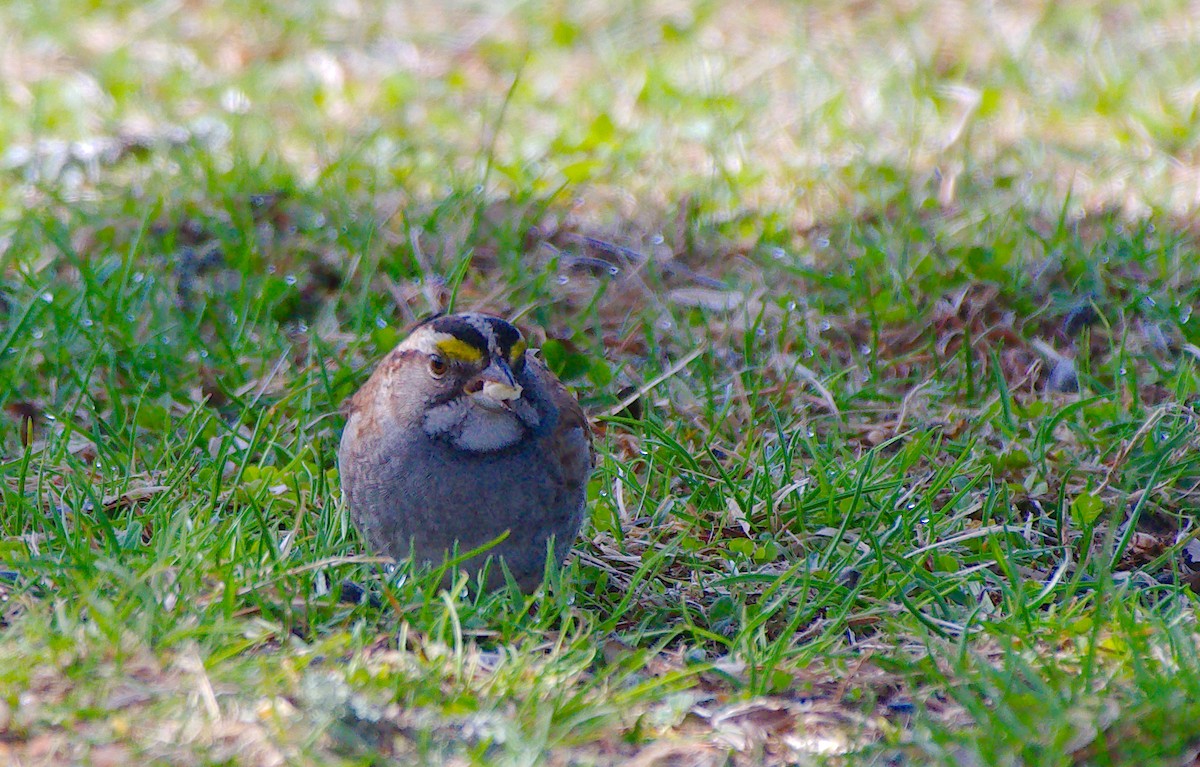 White-throated Sparrow - ML194855421