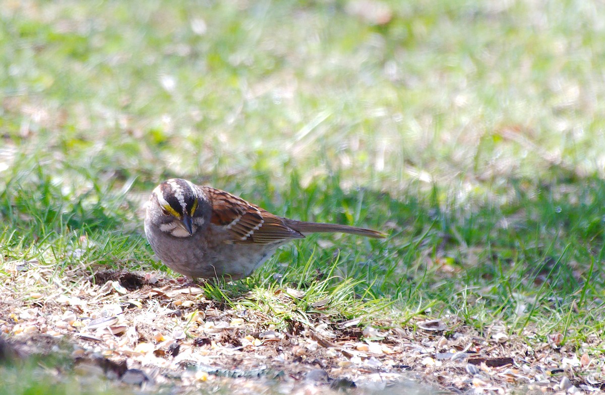 White-throated Sparrow - ML194855551