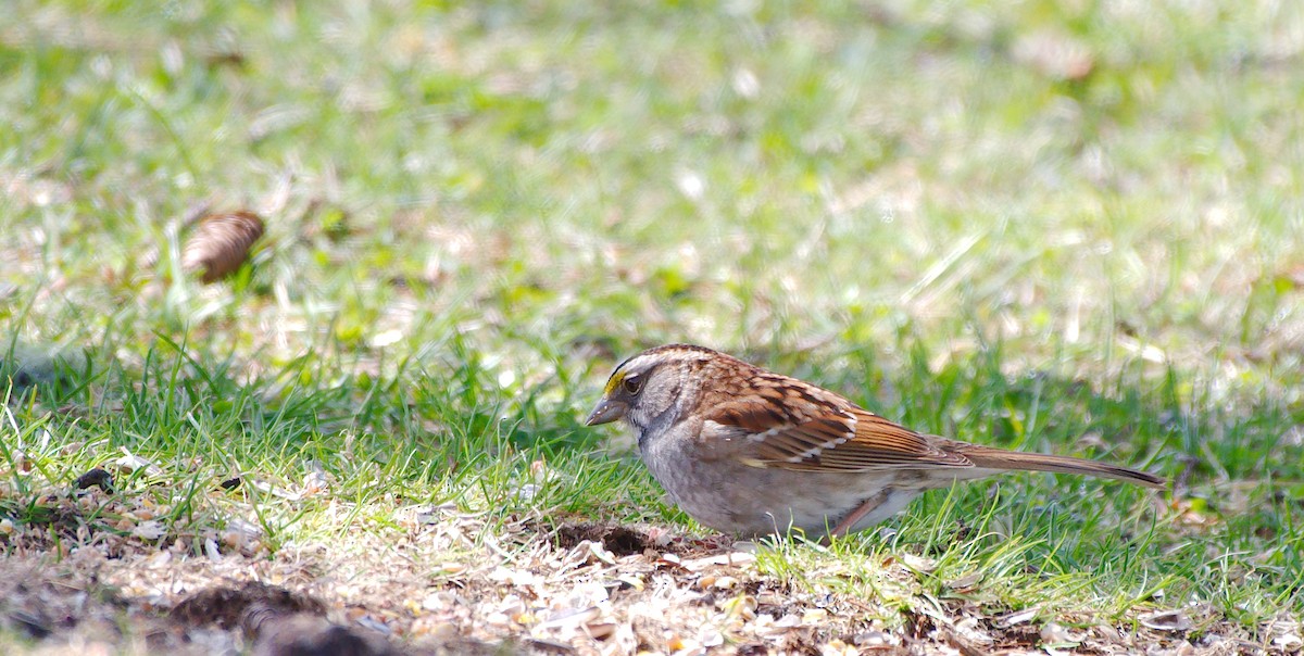 White-throated Sparrow - Rick Beaudon