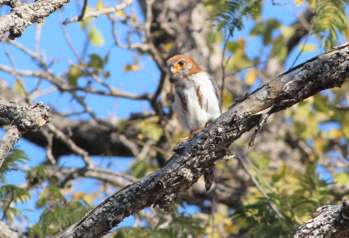 White-rumped Falcon - ML194855741