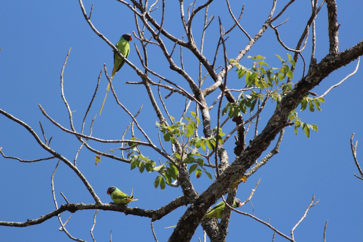 Gray-headed Parakeet - ML194855831