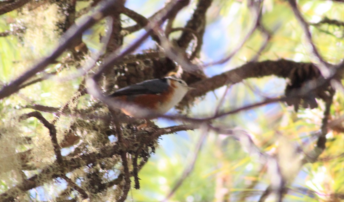 White-browed Nuthatch - ML194856061