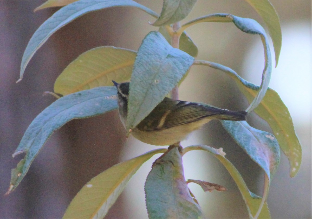 Hume's Warbler - ML194856601
