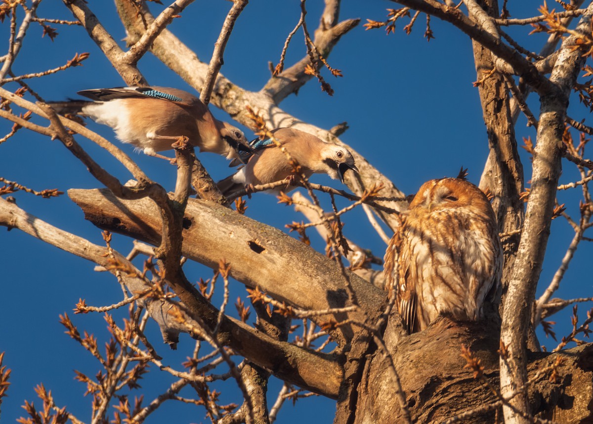 Tawny Owl - ML194856761