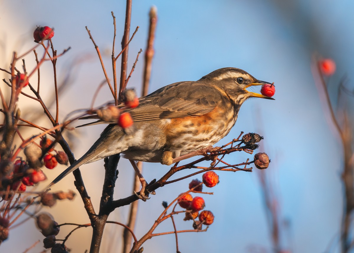 Redwing - ML194856841