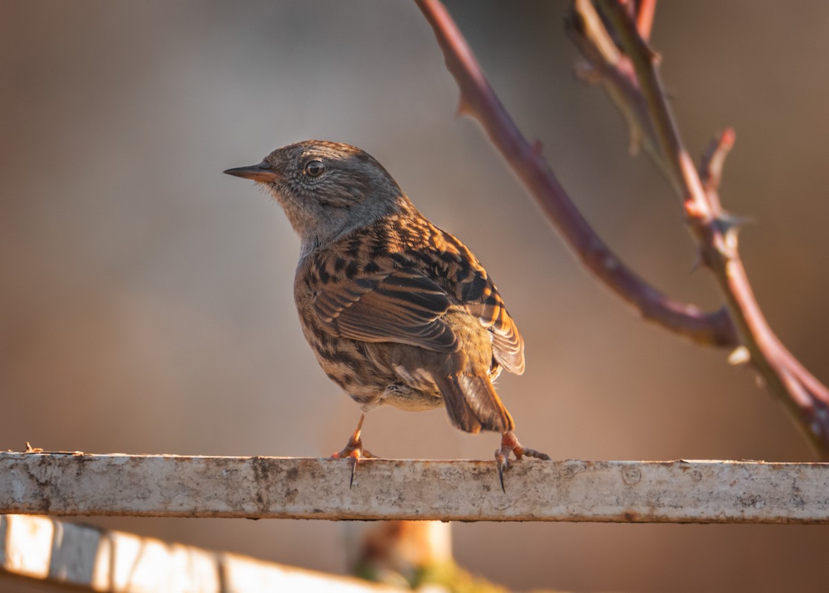 Dunnock - ML194856931