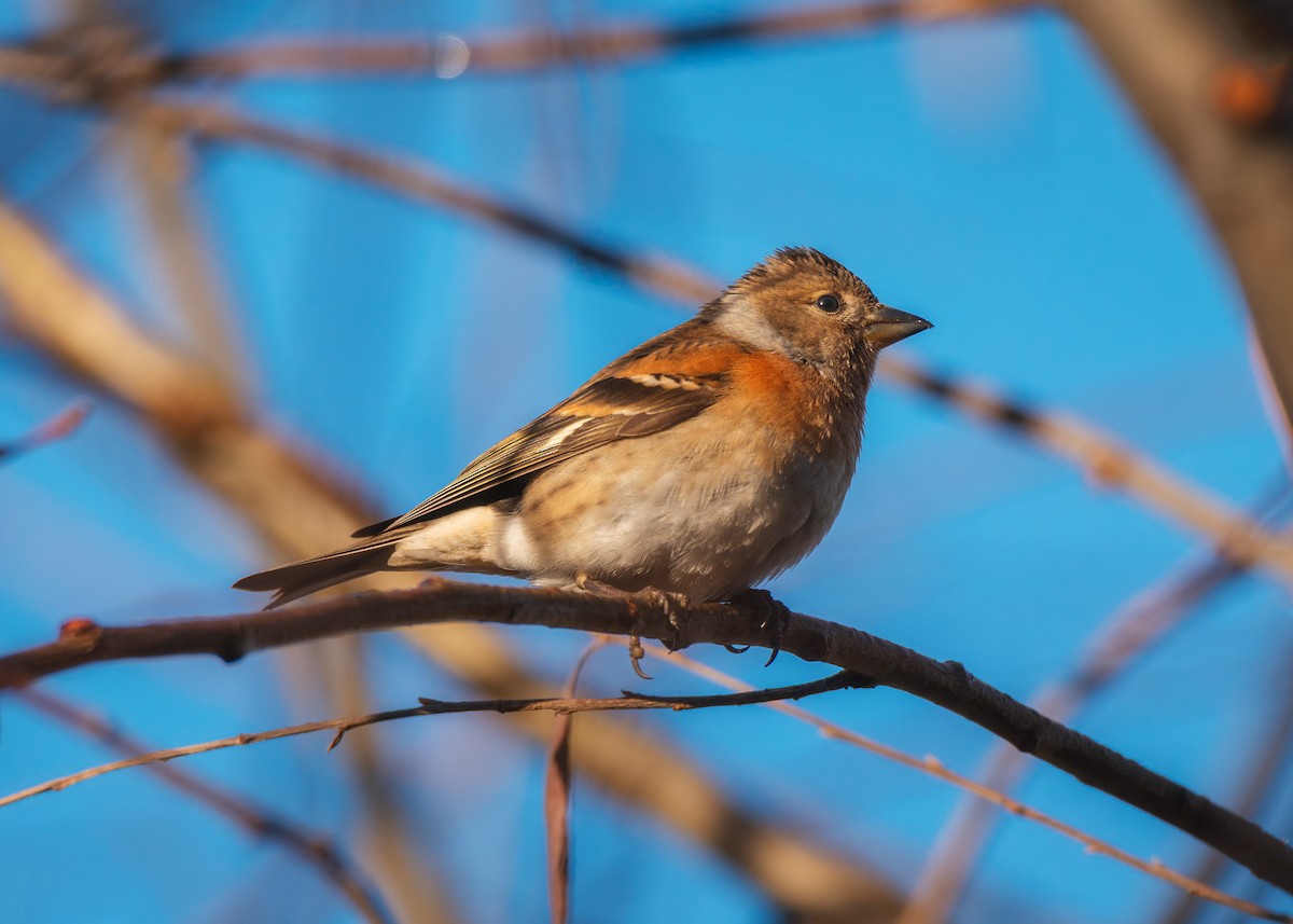 Brambling - ML194856951