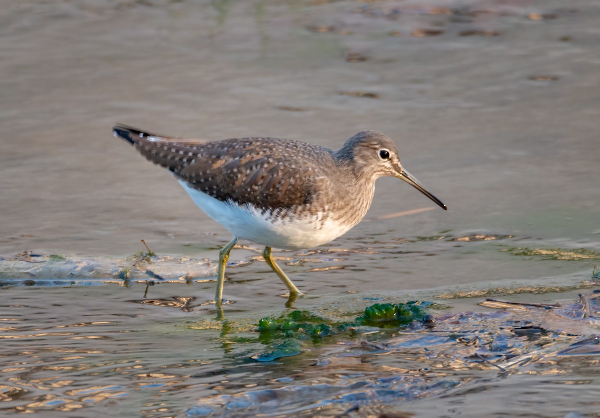 Green Sandpiper - Slava Luzanow