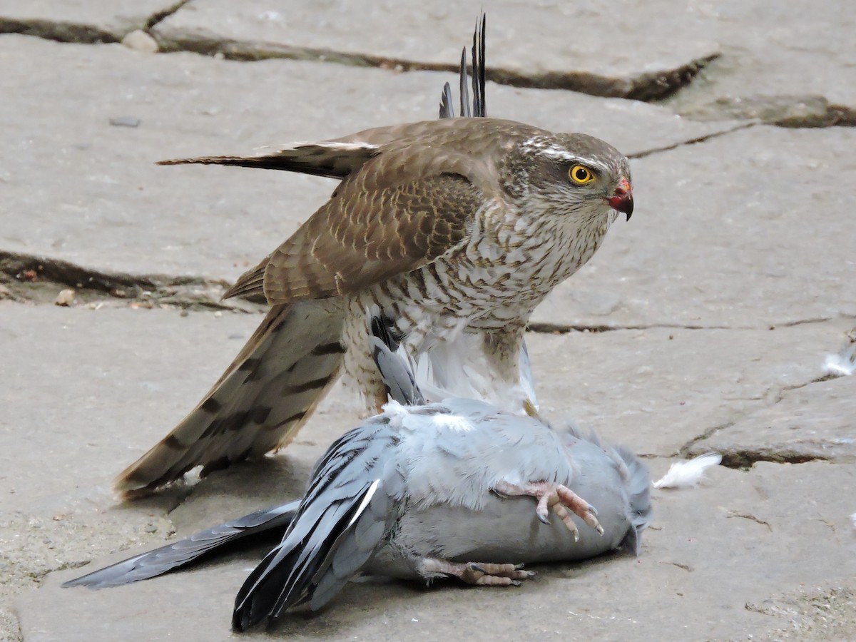Eurasian Sparrowhawk - Martin Pitt