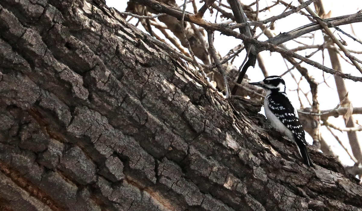 Hairy Woodpecker (Eastern) - ML194858221