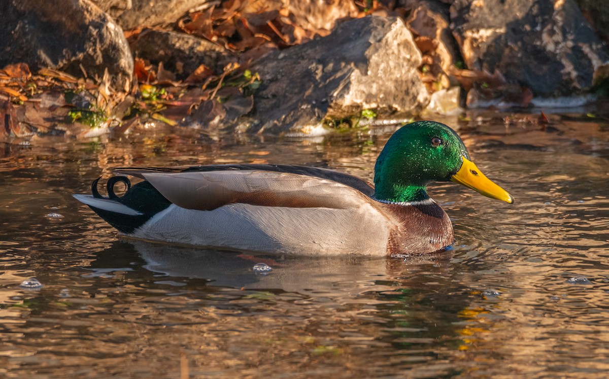 Mallard - ML194858321