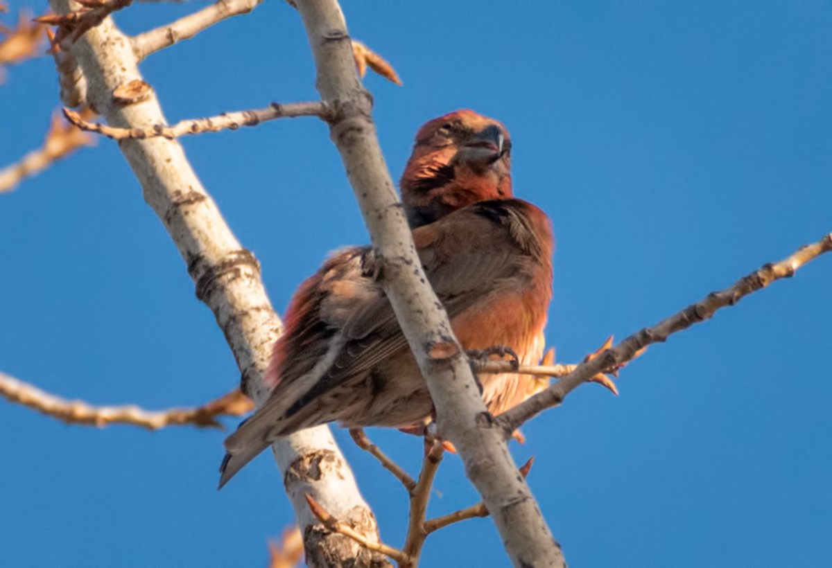 Bec-croisé des sapins - ML194858581