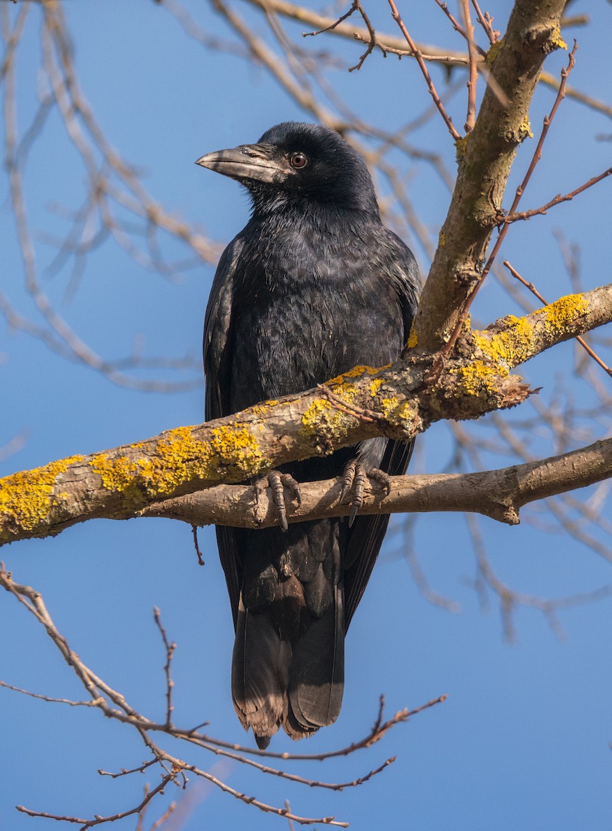 Corbeau freux - ML194859051